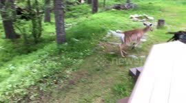 Deer Chase