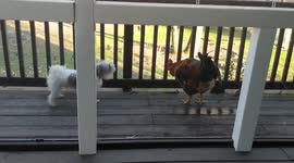 Dog and Rooster Showdown