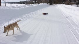Dog pulls girl on sled