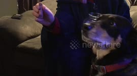 Dog will not cooperate