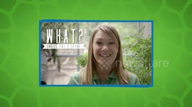 What Makes This Very Odd Australian Bird So Interesting?