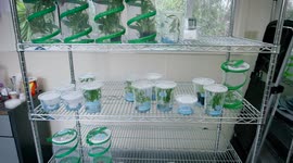 Check Out This Amazing Checkerspot Butterfly