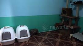 Couple who won lottery give their old house to stray cats