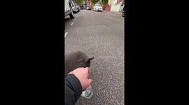 Cat bites the hand who tries to pet them