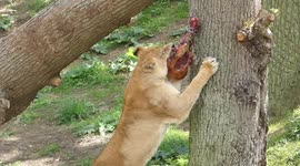 The Lion pride seen at Africa Alive enjoying their newly revamped home with a little snack.