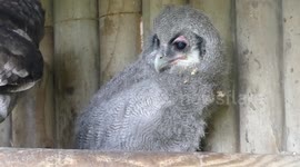 Adorable newborn owl does a little dance after breakfast