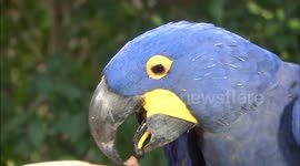 Meet the macaw, the largest parrots in the world