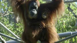 This Is Aisha! The Playful Orangutan With a Ton of Energy