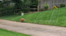 Amazing footage of a wild fox playing with a wild shrew (chasing, carrying, throwing!) along a driveway and cul de sac in Northern VA/Washington DC area.