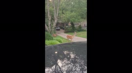 Two deer with antlers hanging out and snacking in DC area backyard