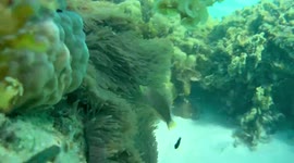 We Found Nemo #clownfish @ Coron Palawan, Philippines