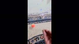 Cat playing with ball video for cat lovers