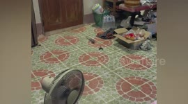 Tokay gecko and scorpion fight during family’s dinner in Thailand