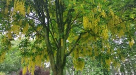The most beautiful Laburnum people seem don't to notice, Tavistock Square, London, UK
