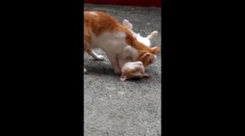 both male cats were tempted to each other and they want to have sex