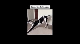 Dog with constant gas leaves TikTok users in stitches torturing owner with foul farts Part One