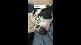 Dog with constant gas leaves TikTok users in stitches torturing owner with foul farts Part Two