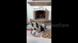 Dog with constant gas leaves TikTok users in stitches torturing owner with foul farts Part Three