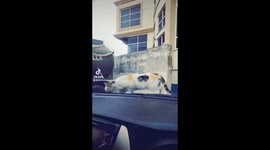 Funny video with cat