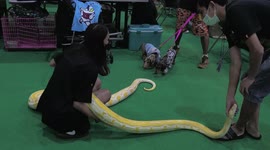 Hesitant dogs introduced to 4-metre python at pet show in Bangkok