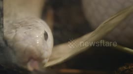 Why This White Cobra Is Not Considered to Be Albino