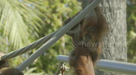 The First Steps on the Way to Independence For This Baby Orangutan