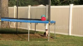 Dog jumps under trampoline