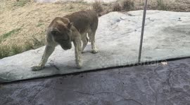 Boy meets lion at zoo