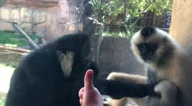 Girl gives thumbs up to monkeys