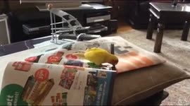 Lovebirds rip up magazine