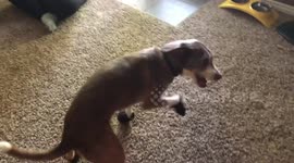 Dog walks around in shoes