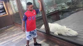 Albino crocodile at zoo