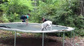 Dog jumps on trampoline