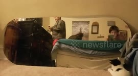 Cat chases reflection