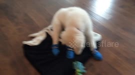 Dog wears snow shoes