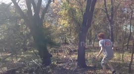 Golden Retriever sniffs deer
