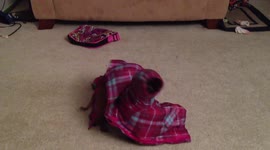 Dog gets caught in coat