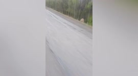 'Must go faster!' Motorist speeds up to escape pursuing tiger on road in China