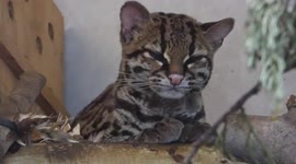 Utterly adorable margay cat seen grooming itself at UK zoo