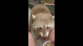 可愛有禮浣熊吃桂花凍