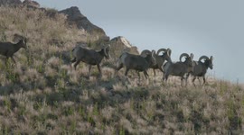 Bighorn island! California bighorn sheep make land their own