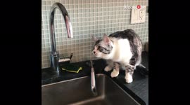 Extremely focused cat eagerly waits for water to start dripping from faucet