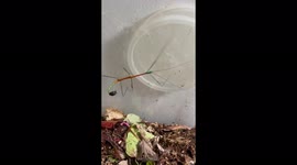 'Woman shares footage of her beautiful pet stick insect moving around in its container 
'