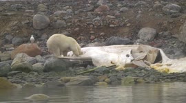 Polar bear digs into carcass of beached sperm whale on Svalbard shore