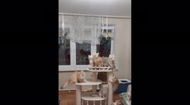 Group of kittens mesmerised by huge beetle flying around room