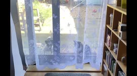 Daft cat and dog waiting for an open door to be opened, literally sitting by an open door!!