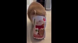 早上餓到把臉塞進去吃