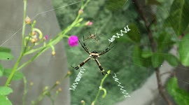 Insect life in nature on plants like spider taking care of its house