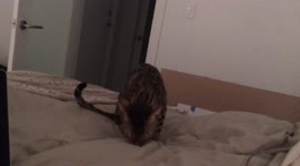 Bengal Cat owner/servant gets surrounded by his cats as they keep a tight surveillance on him