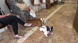 Dogs waiting to be seen by vets at Brompton Veterinary Clinic in London